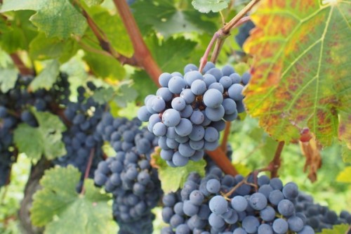 Cabernet Sauvignon on the vine, October 2016, St Estephe: 96-98 points!