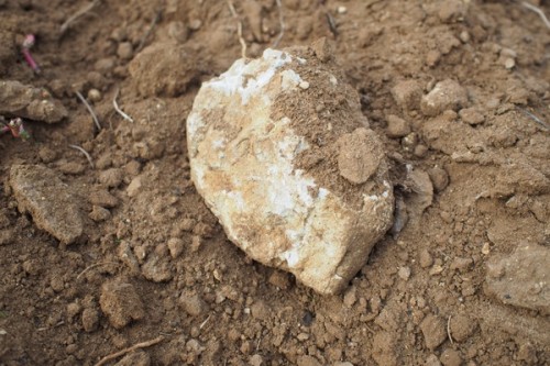 Limestone at Château Falfas, Côtes de Bourg