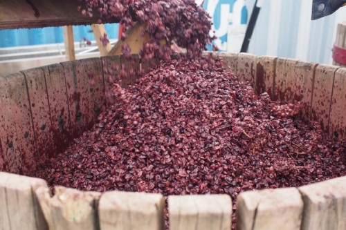 making pinot noir