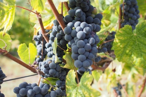 Vinhão on the vine, Vinho Verde