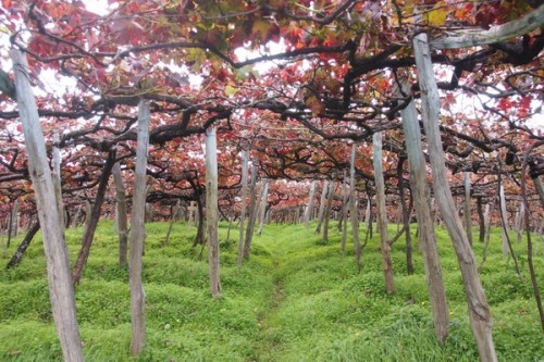 Tinta Negra vineyard