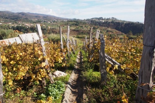 Verdelho vineyard