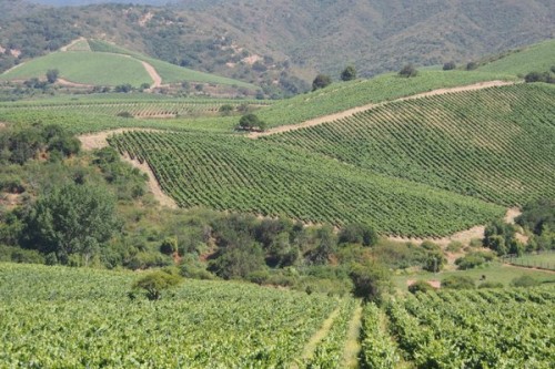 errazuriz aconcagua costa