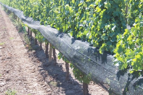Netting to stop sunburn on one side of the fruit zone