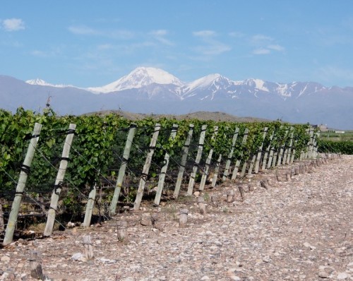 Doña Paula's Alluvia vineyard in Gualtallary