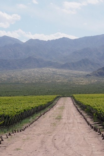 Los Indios vineyard, Uco Valley