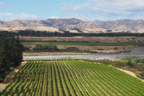 Villa Maria's Seddon Vineyard