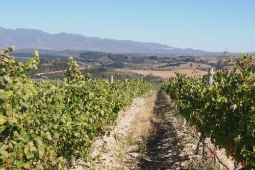 Brocha vineyard