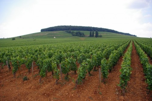 corton