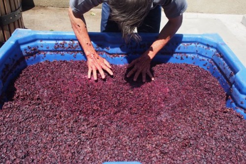 The ferment has slowed right down and is almost dry, so it's time to press