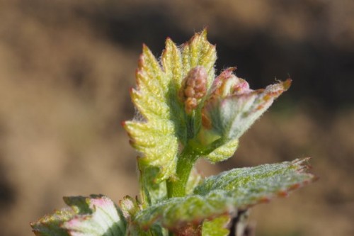 Vintage 2017 beginning in the Coteaux du Giennois