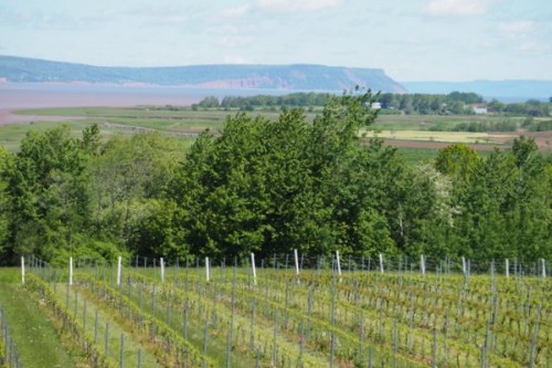 nova scotia wine