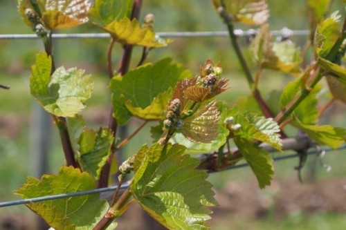 The distinctive red-hued shoots of L'Acadie Blanc