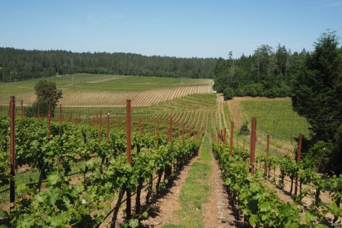 lokoya howell mountain