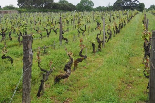 Some signs of frost damage here in the April 2017 frosts