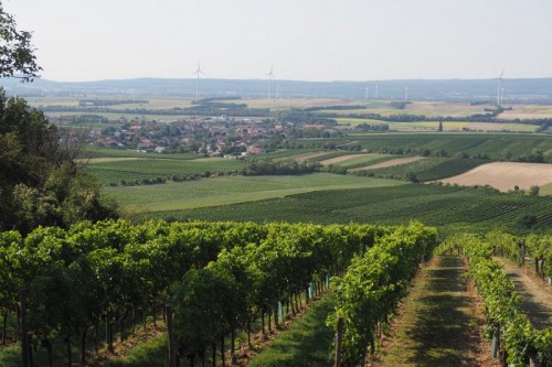 Carnuntum vineyards