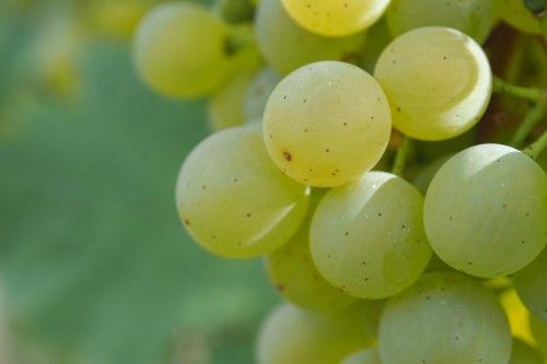 Grüner Veltliner, almost ready to harvest