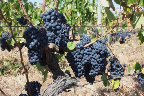 Baga, from young (20 year old) vines at Baixo