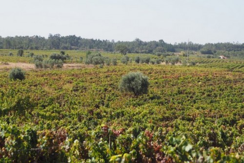 A view over Dirk's favourite vineyard, which is 100 years+ with individually staked vines