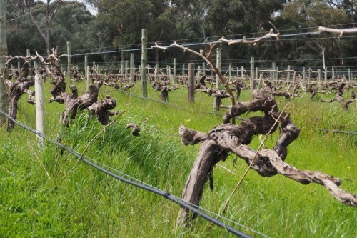 JC Block Shiraz, 80-100 year old vines