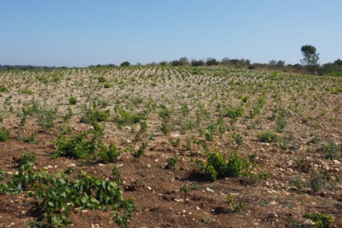 New plantings, chalky soil evident in the far ground, more clay , near