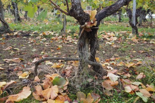 Layering in action (the lower cane)