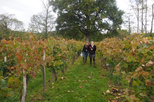 In the ancient Sarragachies vineyard 