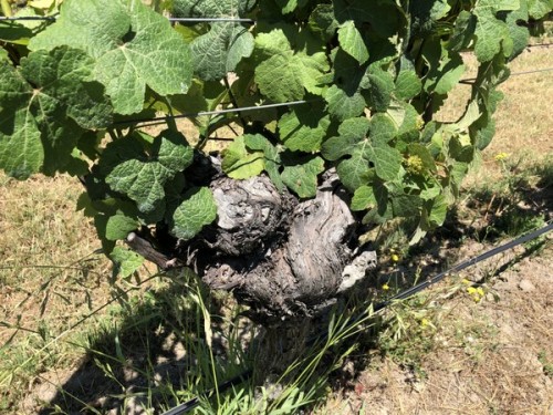 Marlborough's oldest surviving vines: Gewurtztraminer (here), Riesling and Chardonnay planted in 1979 at Te Whare Ra