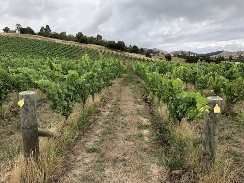 The Settlement Vineyard, Omaka Valley