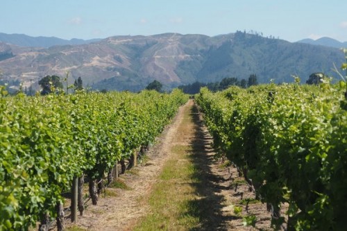 marlborough single vineyards