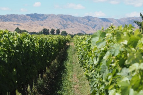 The home vineyard, Fromm