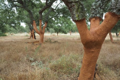 Photo of cork trees in Portugal being harvested for their cork