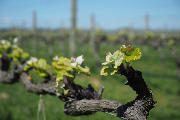 Hawke’s Bay, New Zealand (3) Ash Ridge – Jamie Goode's wine blog