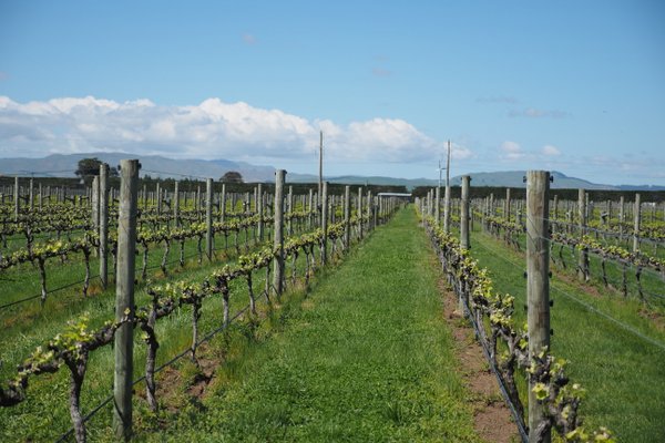 Hawke’s Bay, New Zealand (3) Ash Ridge – Jamie Goode's wine blog