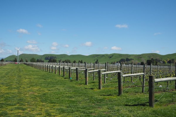 Hawke’s Bay, New Zealand (3) Ash Ridge – Jamie Goode's wine blog