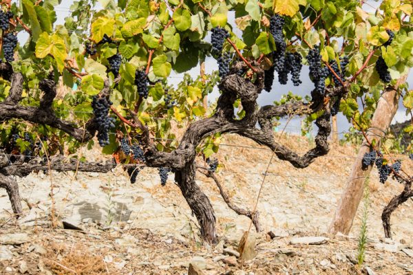 Forged from struggle