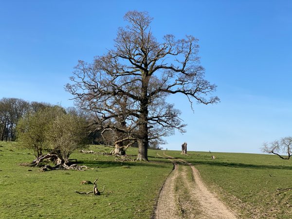 My brush with COVID-19