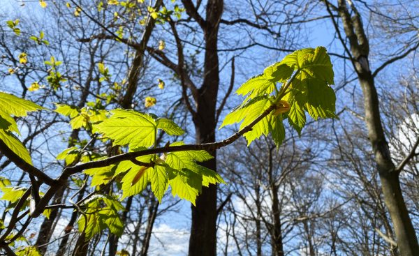 An altered sense of smell: every wine professional’s biggest fear
