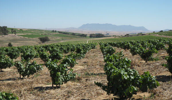 Limiting options can be a spur to creativity