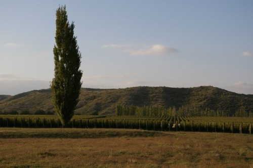 adrianna vineyard
