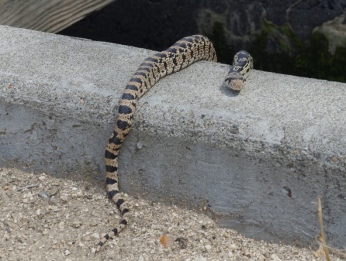 A bull snake! Not poisonous, one of the good guys