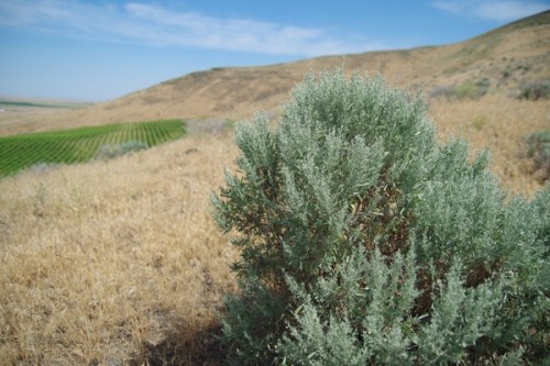 Sagebrush, the native vegetation here