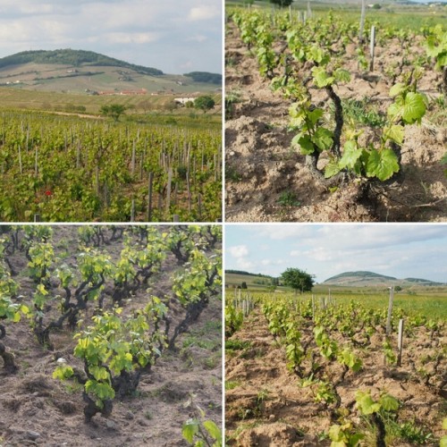 Vineyards, Brouilly