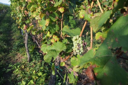 Riesling that's been hammered by downy mildew: very few grapes made it
