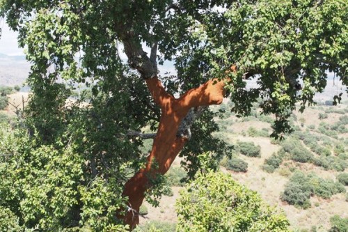 Cork oak, just harvested