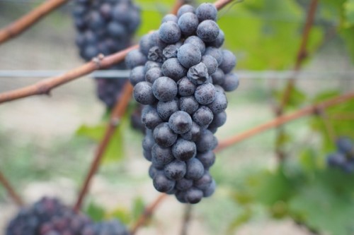 Pinot Noir, a day from picking