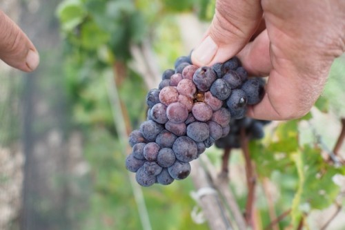 Sour rot in a bunch of Pinot Noir