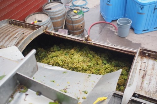 Loading the press with Chardonnay