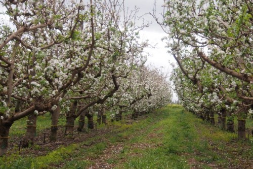 Apple orchards in bloom, Elgin