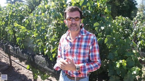 Errazuriz chief viticulturist Jorge Figueroa in the Viñedo Chadwick vineyard